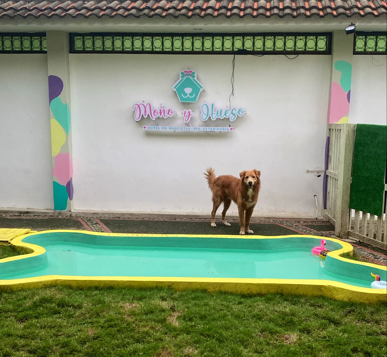 Hotel de mascotas, peluquería y Veterinaria Moño y Hueso