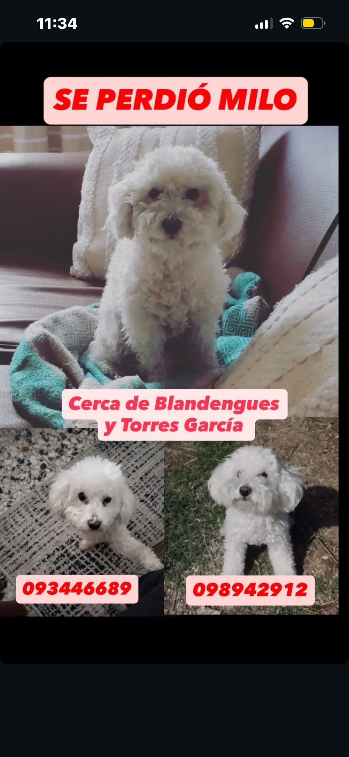Perro Milo castrado perdido