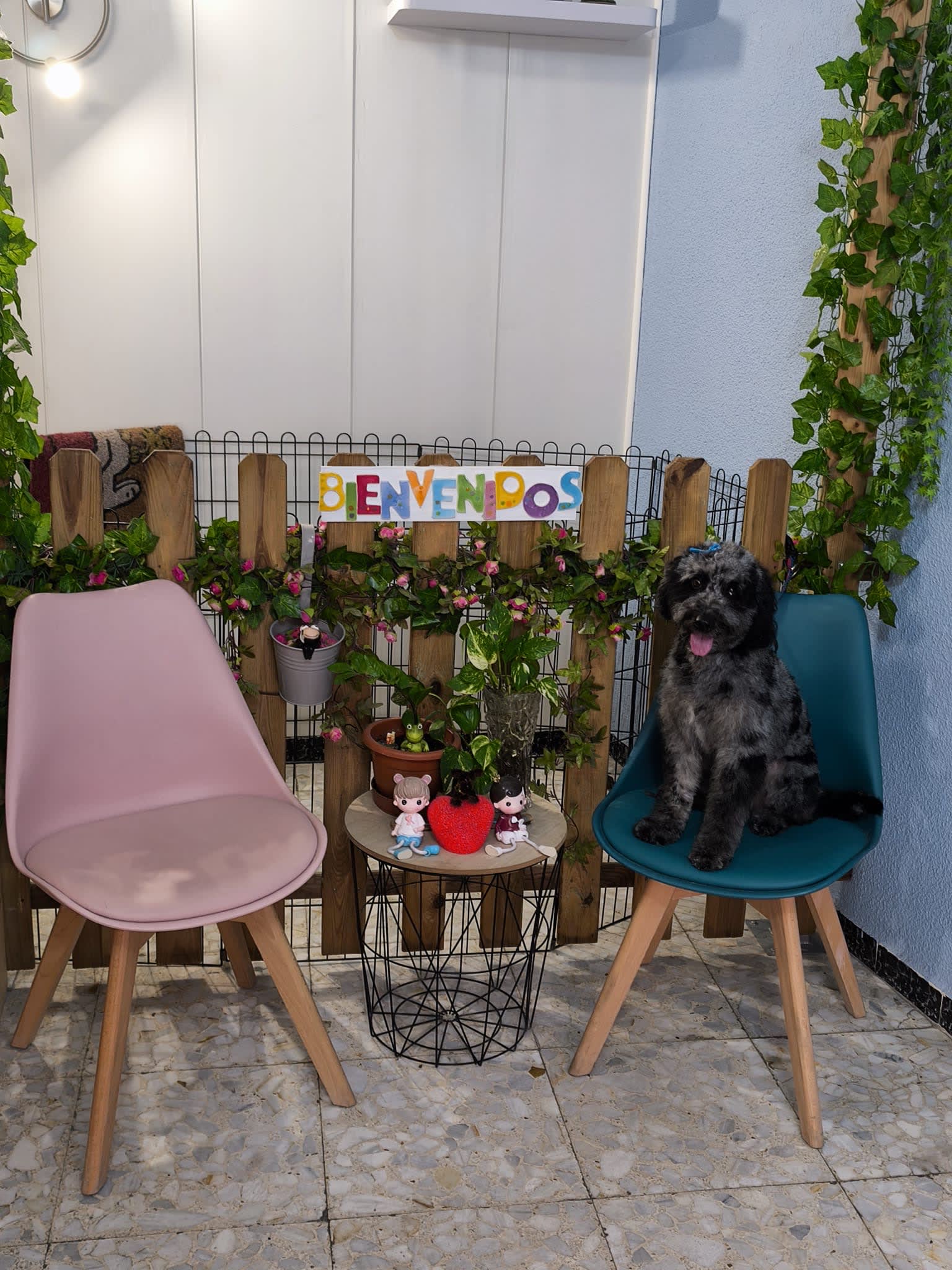 Peluquería Canina Ávila