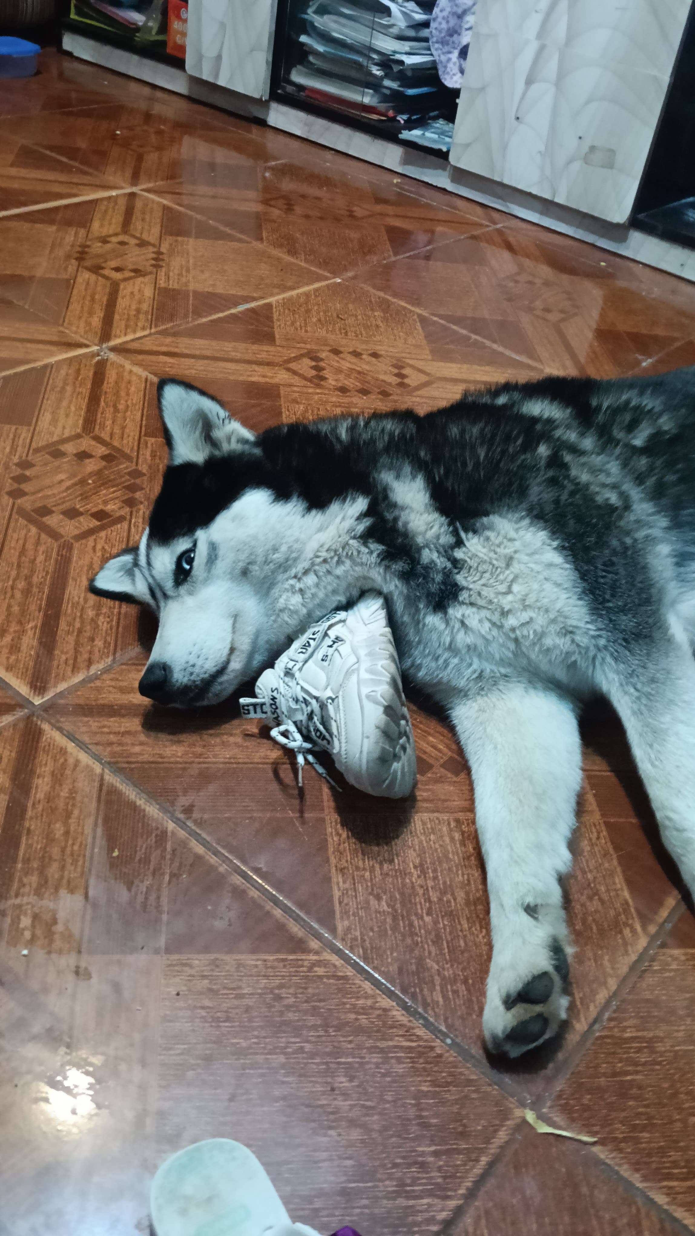 Perro en adopción