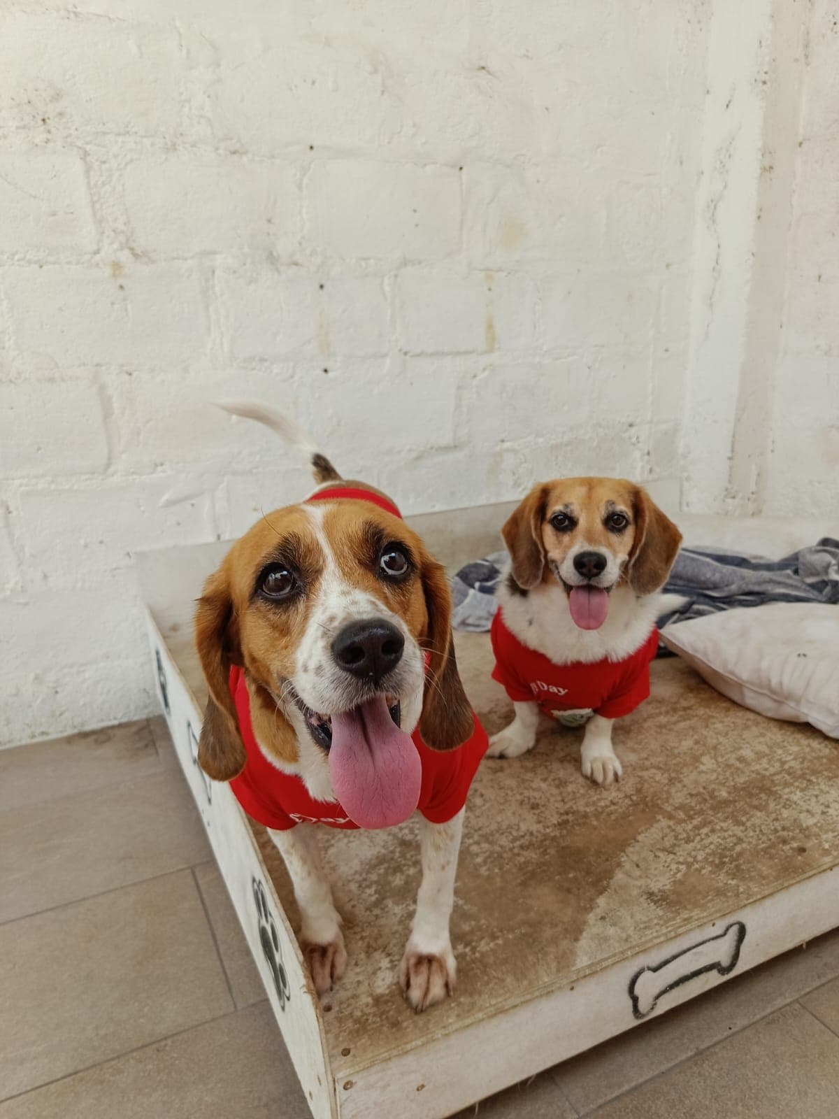 Servicio de Paseo para perros
