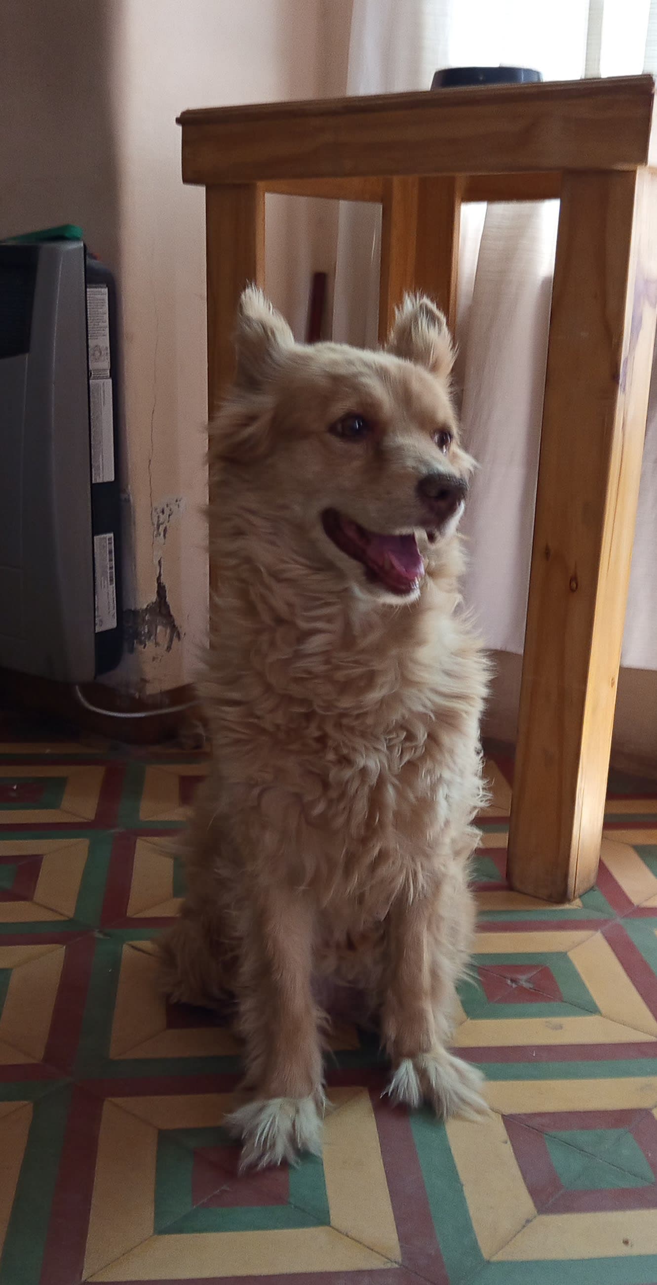 Servicio de Paseo para perros - Soledad Mercado