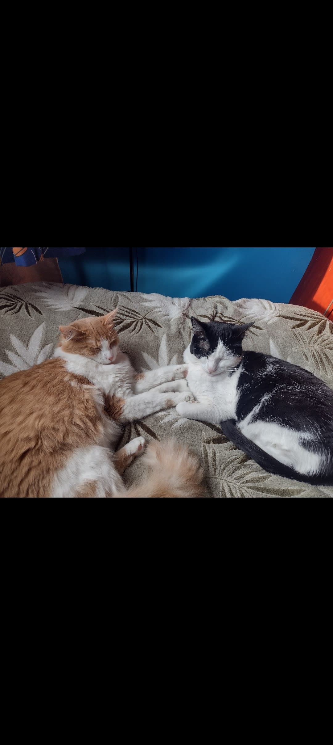 Gatas de 5 años en adopción