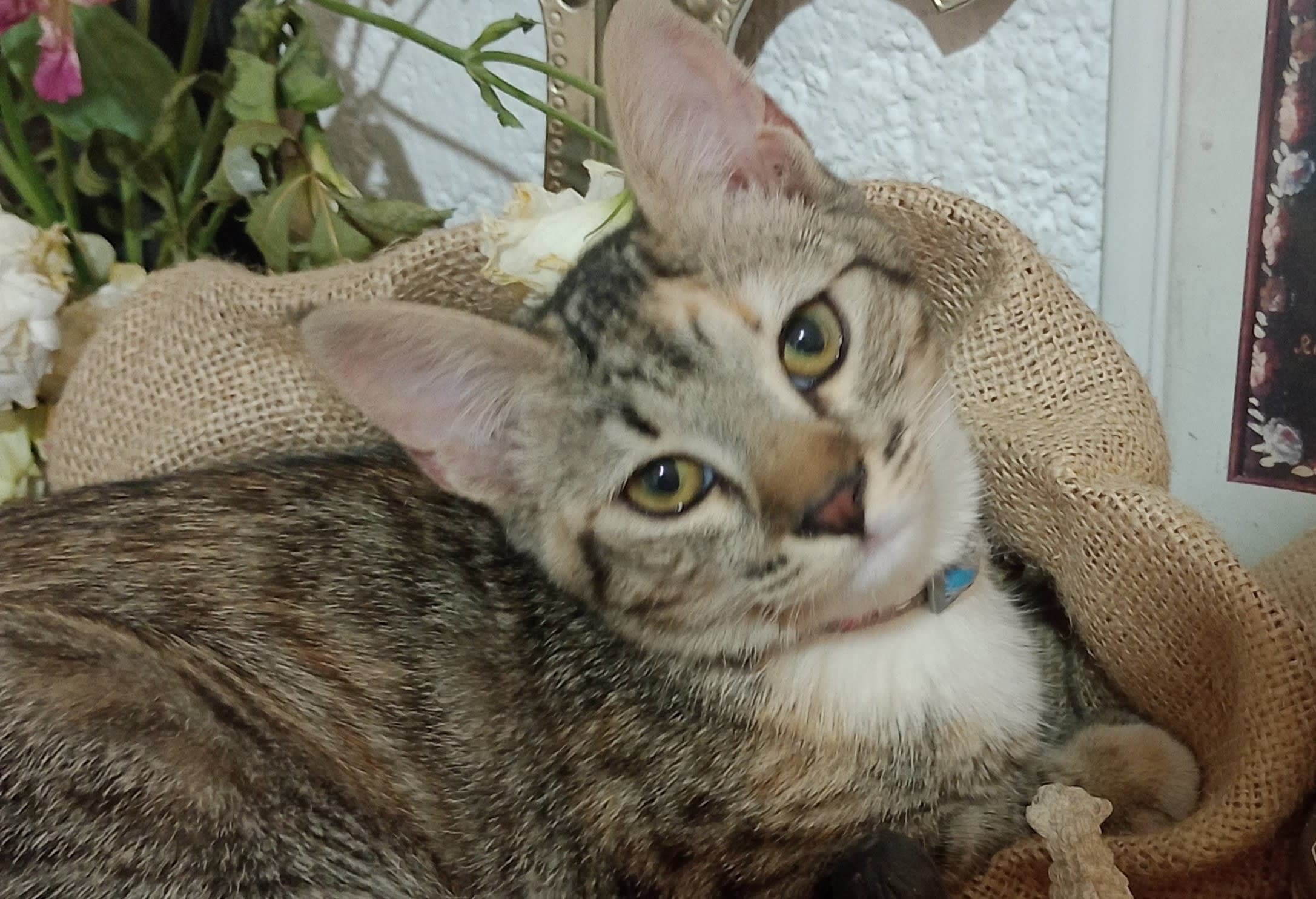 Gatita atigrada perdida con collar gris