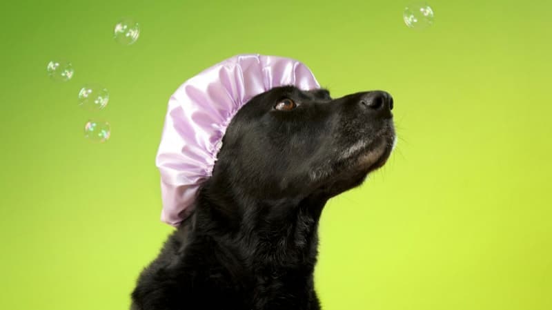 Peluquería Canina Pompas