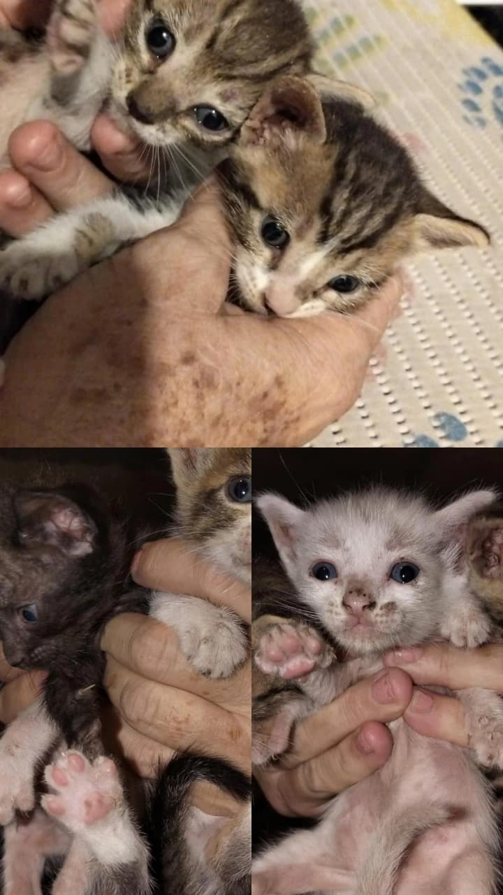 Gatitos en adopción: 3 barcinos, 1 blanco, 1 negro
