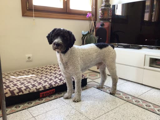 By Mascota Bilbao - Tienda y Peluquería para Mascotas