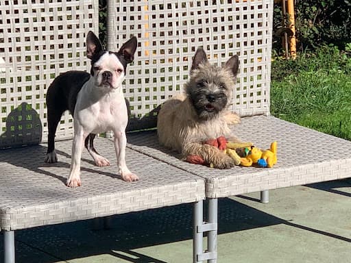 Txinbito, hotel canino