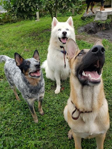 Amemos Los Animales Guarderia Canina