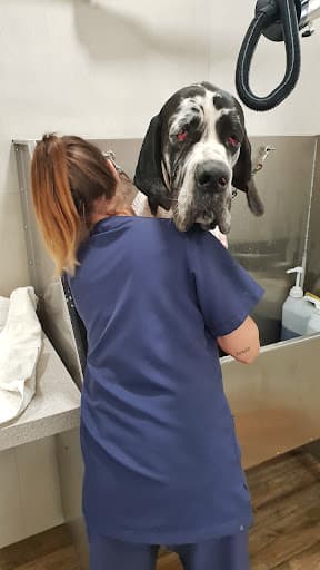 Animal Love