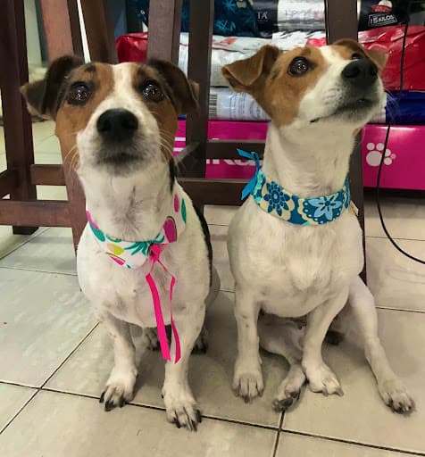 Mi Vet - Veterinaria, petshop y peluqueria canina
