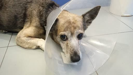 Clínica Veterinaria Pavía