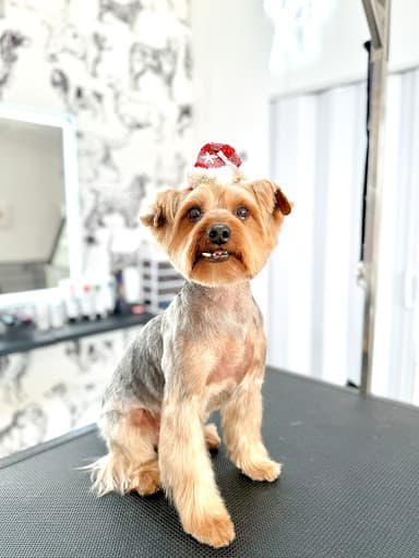 CHE Peluquería canina