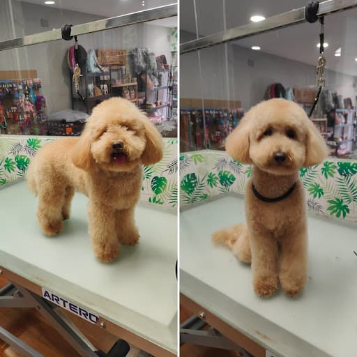 Peluquería Canina Zubizuri