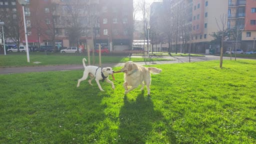 Residencia canina sin jaulas