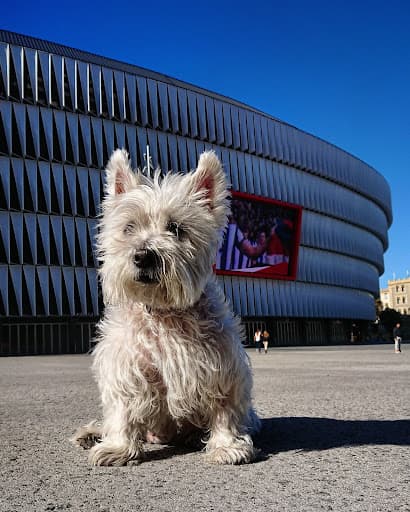 Hospital Veterinario Avenida | MiVet