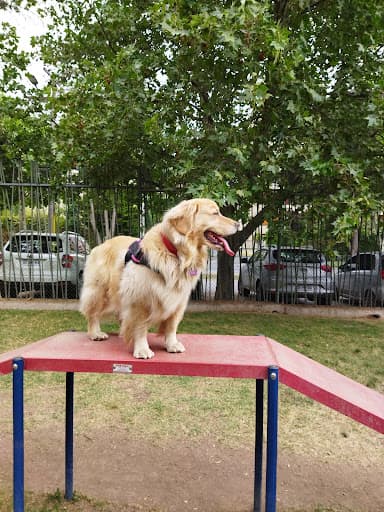 Parque Canino III