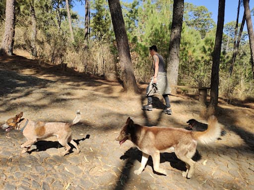 Paseador de perros
