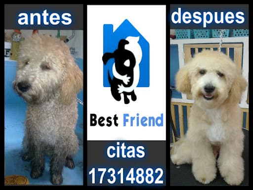 Estetica Canina Best Friend
