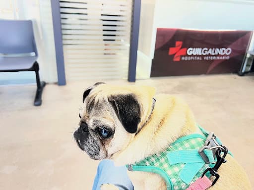 HOSPITAL VETERINARIO GUIL GALINDO