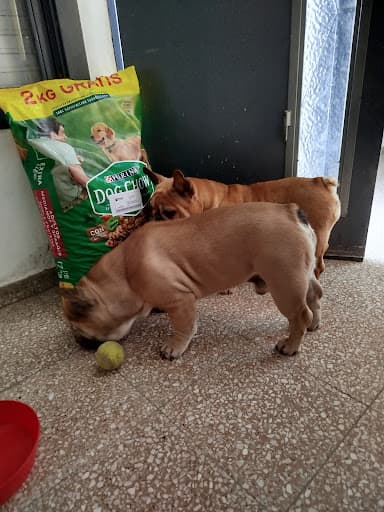 TOMMY PETS – Veterinarias