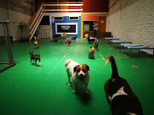 Peluditos | Hotel para Perros y Gatos