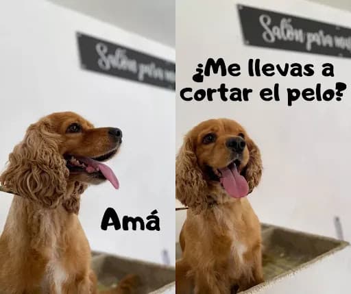 Ramonavet Estética Canina (Previa Cita por Whatsapp)