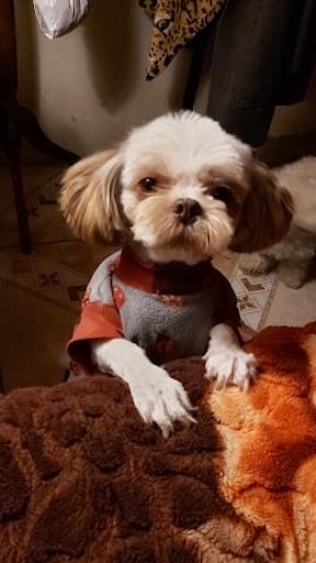 Clínica y Acuario de Mascotas