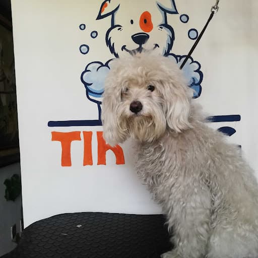 Tikdog spa