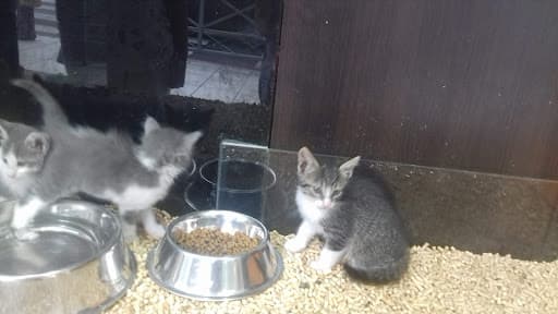 NeoZoo Nueva Cordoba Veterinaria PetShop