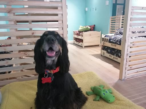 Elite Pet Care