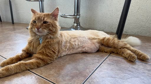 Meraki peluquería canina y felina a domicilio