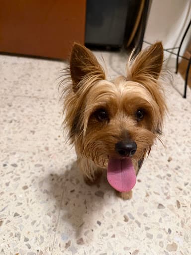 WOOF WOOF - Peluquería e higiene para mascotas