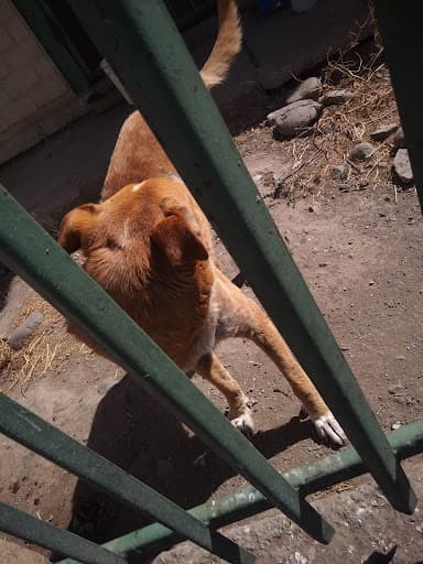 Corp de Ayuda y Proteccion Al Animal Desvalido