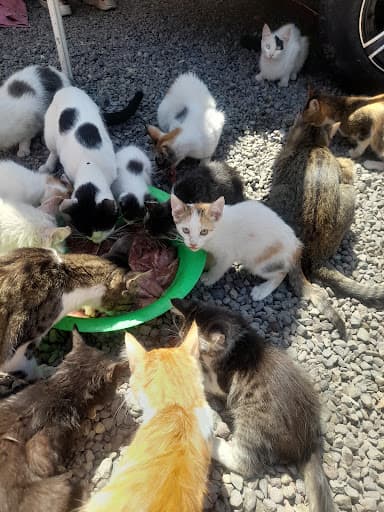 Gatos en adopcion