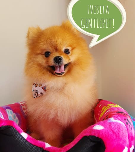 GENTLEPET Estética Canina