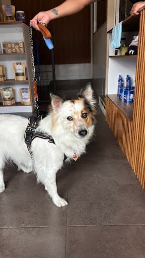 Apapacho Spa Canino