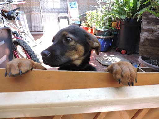 Fundación Garras y Patas