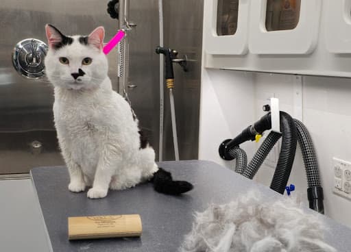 Paw Zone Mobile - Dogs & Cats