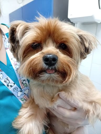 CLÍNICA VETERINARIA INNAMÉDICA - ATENCIÓN DE URGENCIAS - 24 HORAS - HOSPITAL VETERINARIO - SANTIAGO
