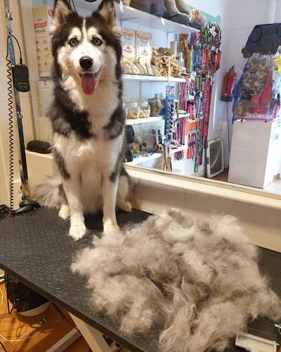 Mimopets Bilbao Peluquería Canina y Spa (Ozonoterapia)