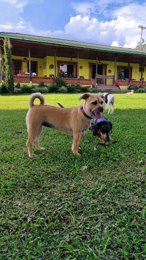 Canes y Mininos Casa Club - Atendemos tu Mascota