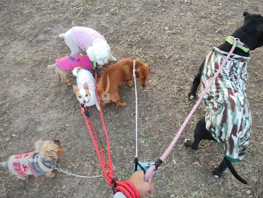 Paseo Perritos Gdl