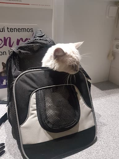 Bris Clínica Veterinaria- Albaitari Klinika