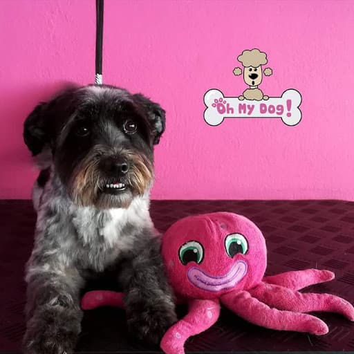 Peluquería canina Oh my dog!