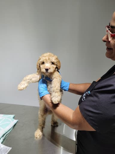 Clínica Veterinaria Santa Victoria 24 horas - SANTIAGO