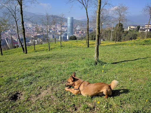 Pikotamendi