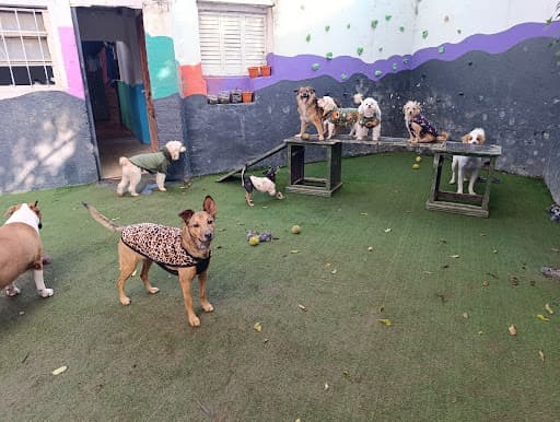 Hachi Peluquería y Guardería canina