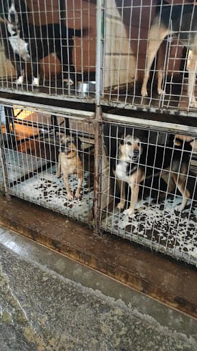 Centro de Rescate Canino de Ñuñoa