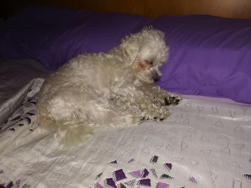 Sociedad Protectora de Animales Bizkaia